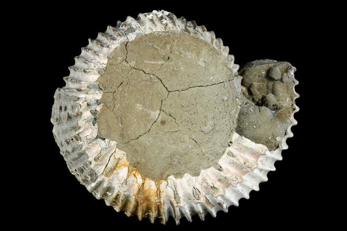 Iridescent, Pyritized Ammonite Fossil - Russia #181238